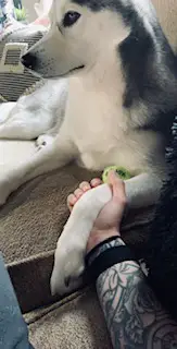 Black and white husky looking alerted while her owner holds her paw for protection.