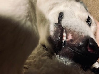 Underneath view of a black and white husky laying on her side while looking up at her open mouth and nose before a sneeze.