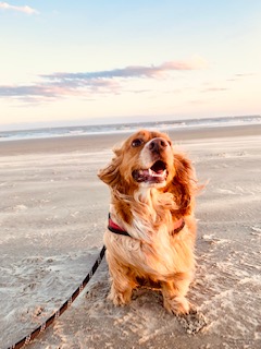 Orange and white cocker spaniel sitting in the sand on a beach in the sun