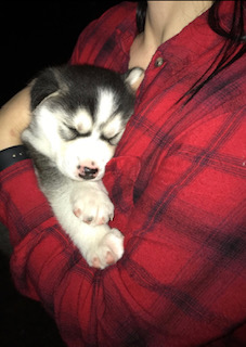 Tiny black and white Siberian husky puppy asleep in the arms of a woman wearing a red and black shirt.