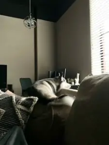 Black and white husky laying on the back of a couch while looking out the window