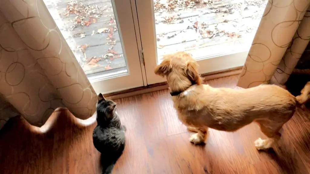 Top view of a red cocker spaniel beside a small black stripped cat looking outside of a window together.