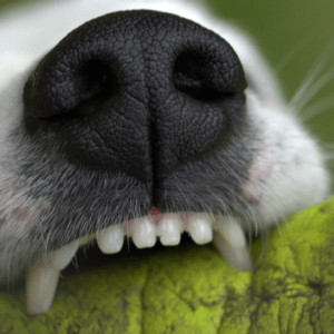 Close up of a dog's top teeth while holding a toy in his mouth.