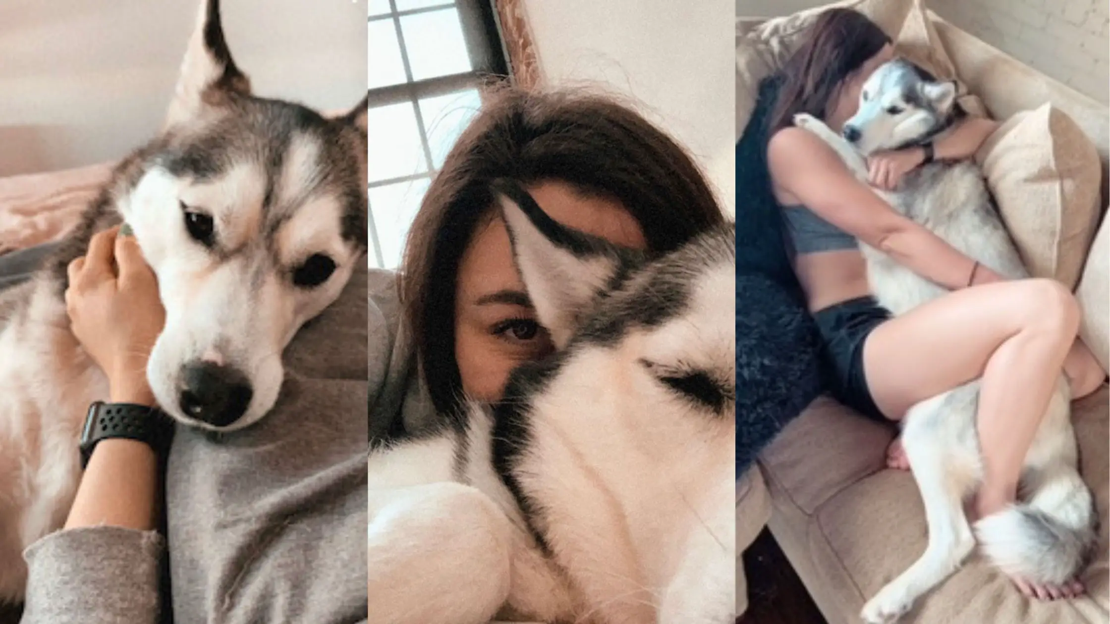 3 images side by side of a woman loving on a brown eyed Siberian Husky.