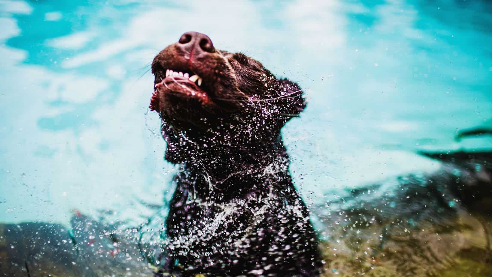 Photo of a brown lab shaking water off of it's body.