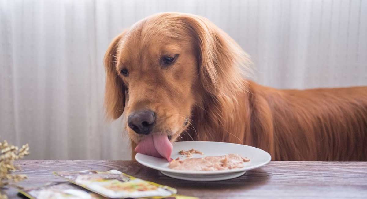 Can Dogs Eat Almond Butter? What to Know Can My Dog