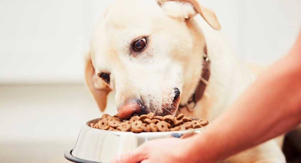 How Long Can a Dog Go Without Food? What to Know Can My Dog