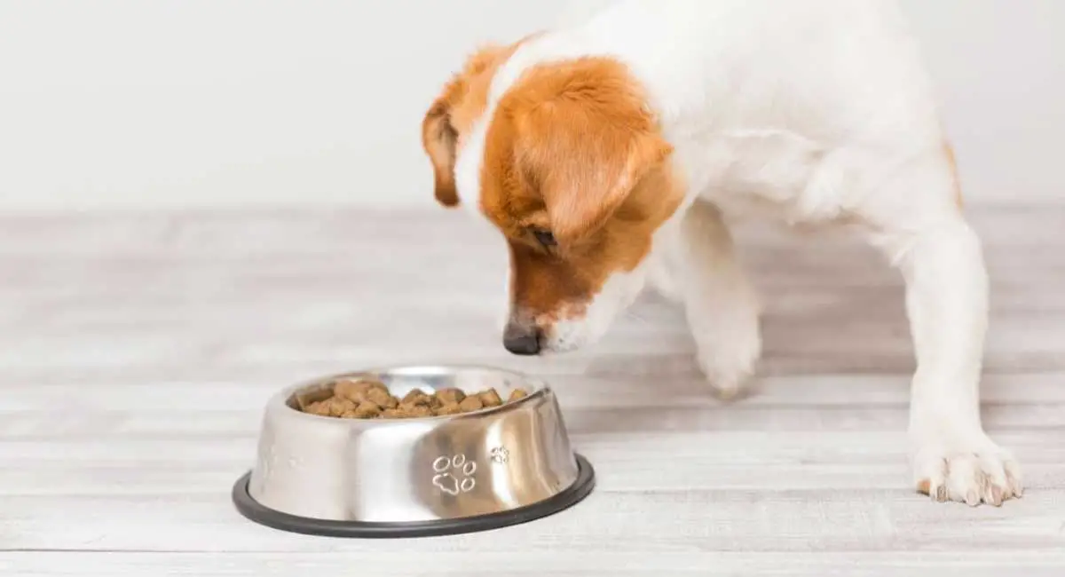 How Much Protein Does a Dog Need Per Day? Keeping Canines Healthy