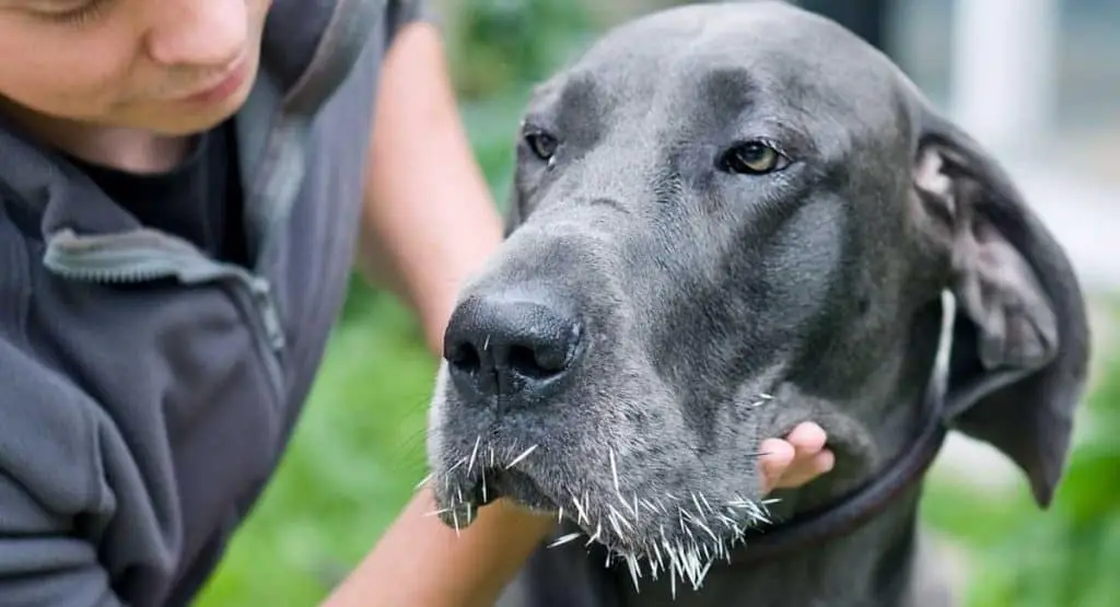 Removing Porcupine Quills From Dogs
