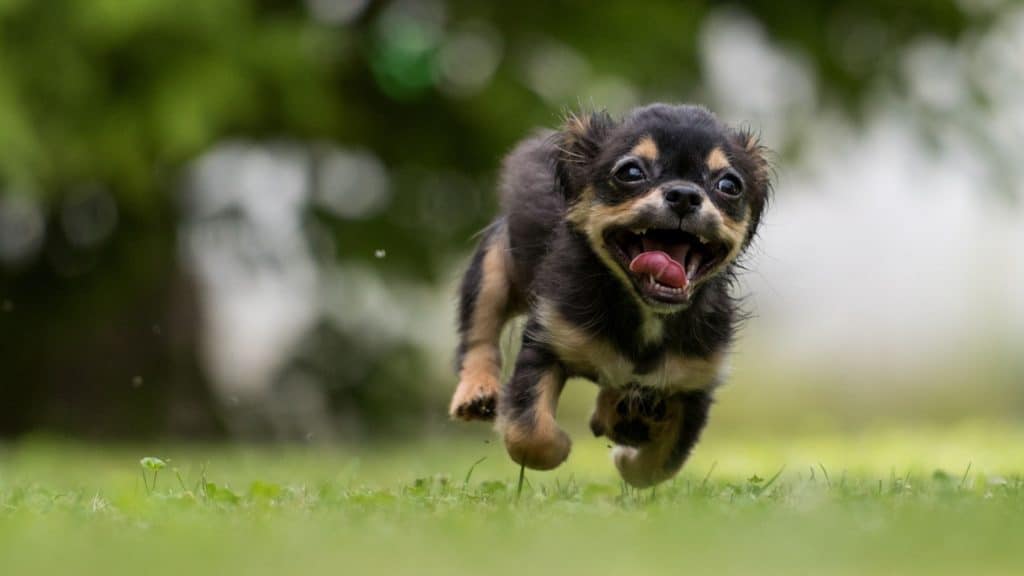 how fast can different dog breeds run