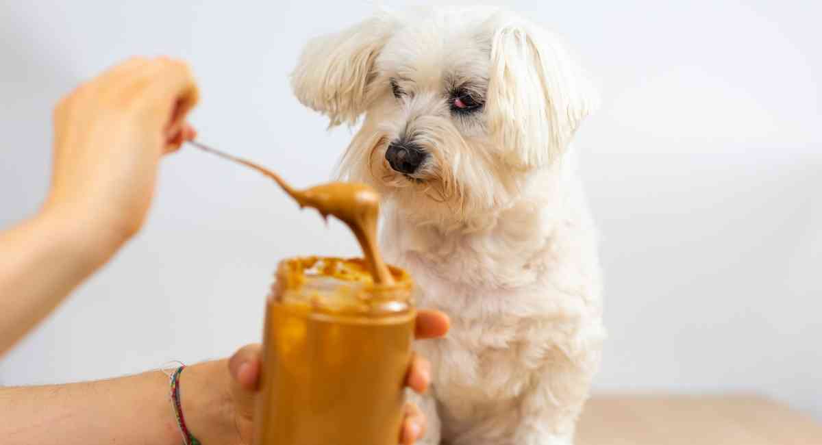 can dogs have peanut butter and jelly