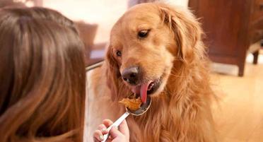 is peanut butter and jelly good for dogs