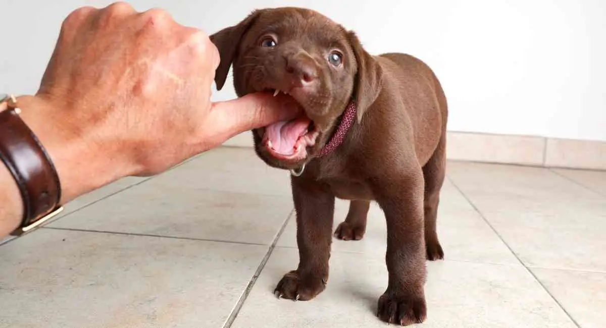 puppy losing teeth