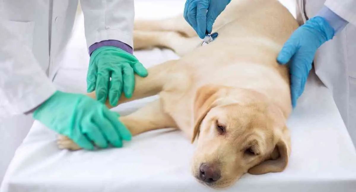 signs of carbon monoxide poisoning in dogs