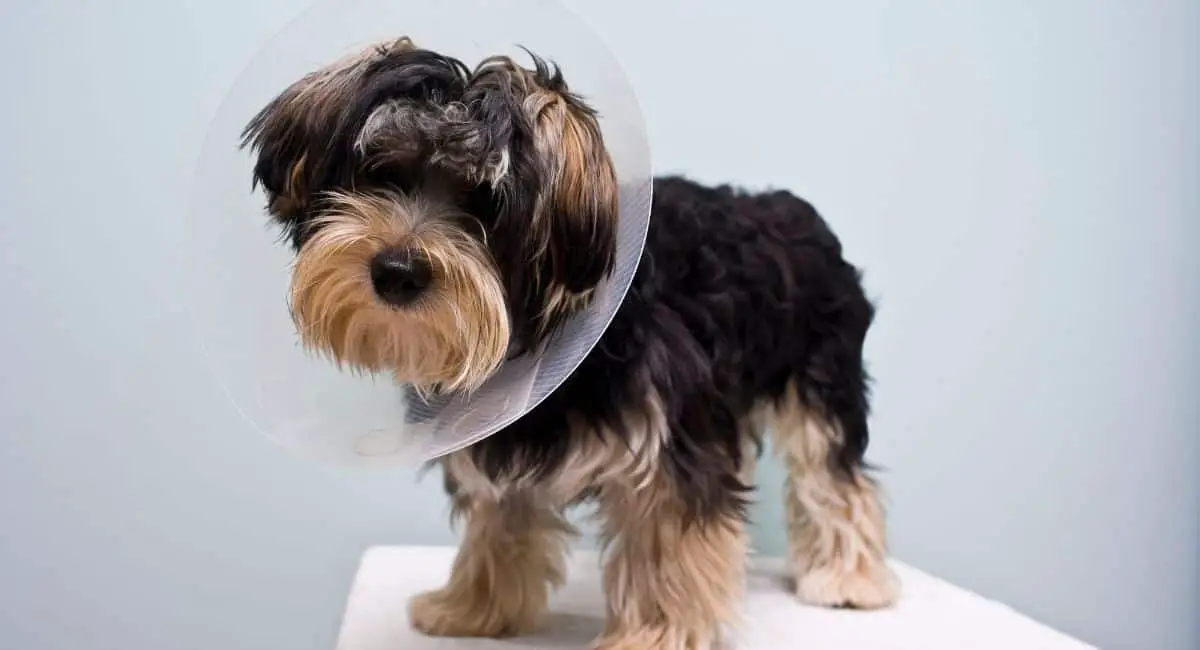 what to do if your dog licks his neuter incision