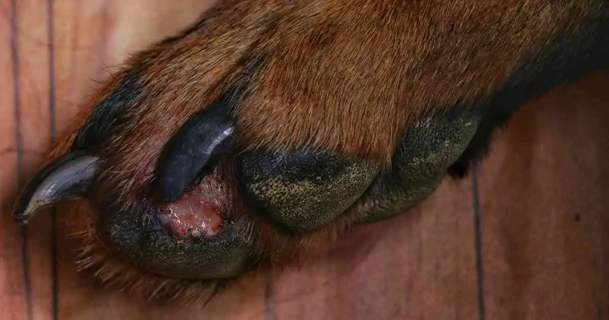 injured dog paw pad