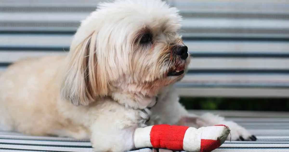 injured dog's leg