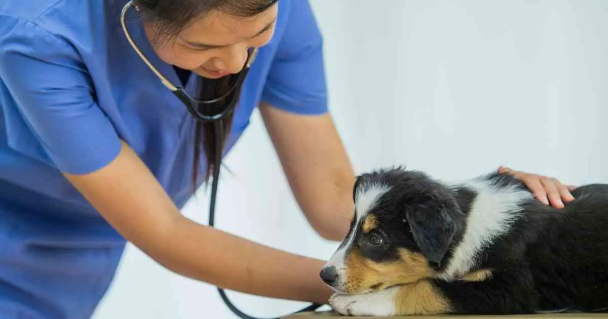 dog visiting the vet