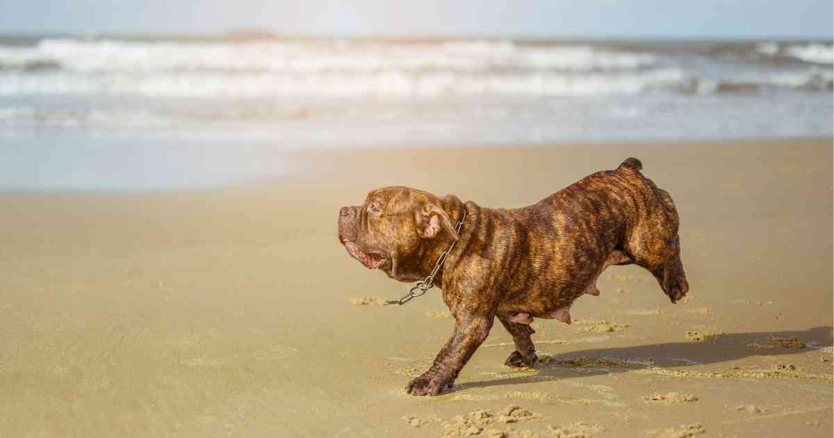 pitbull running in the beach