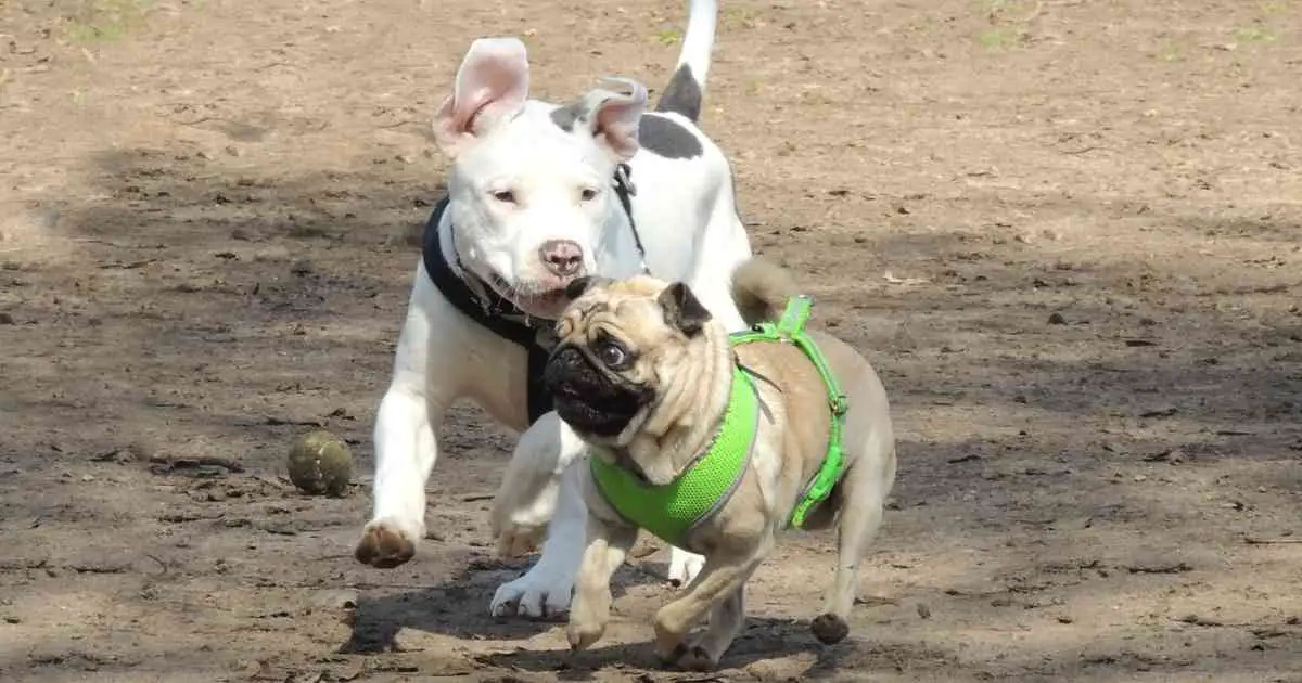 dog racing with other dog