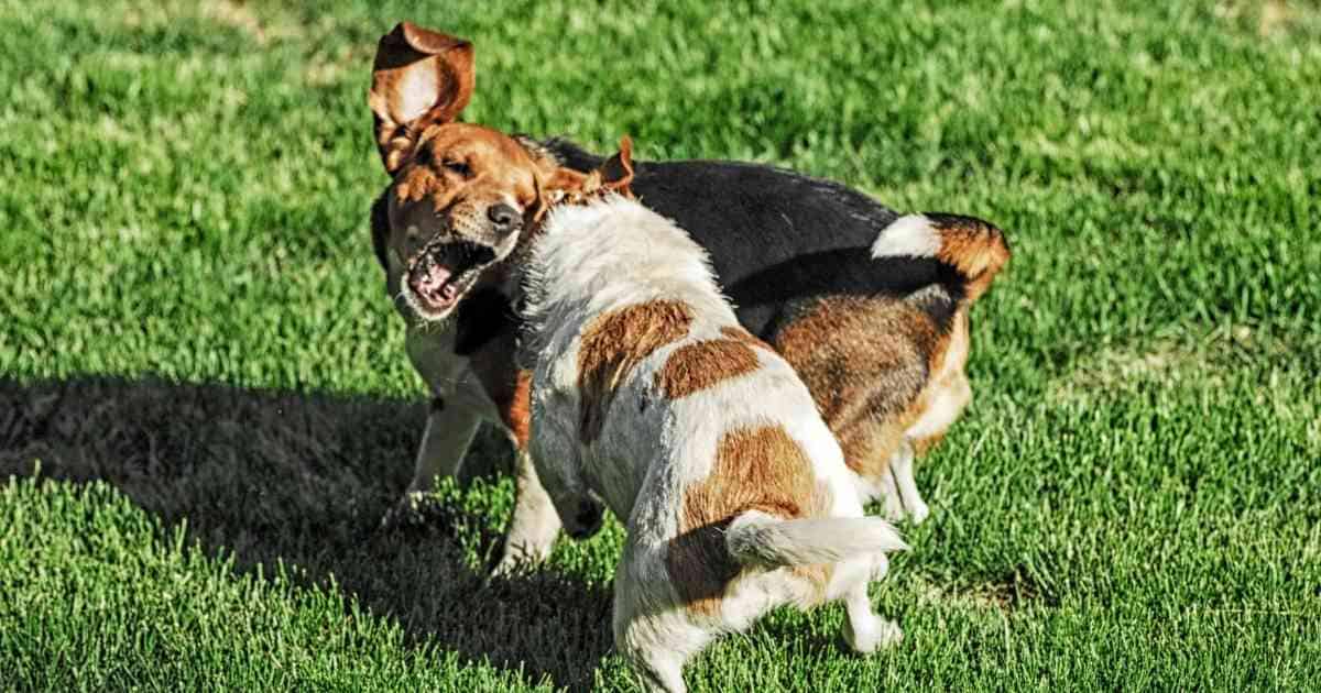 dogs fighting in the grass