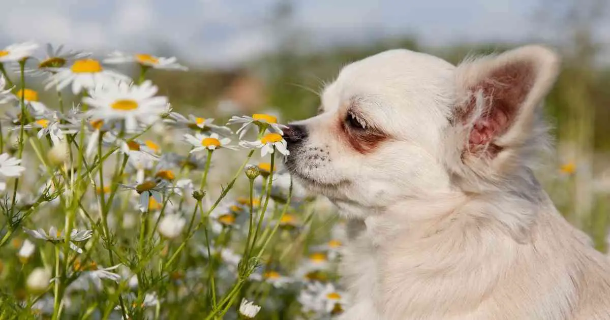 dog sniffing the flower