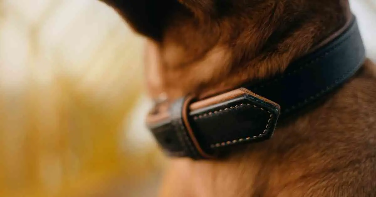 a brown leather collar on dog's neck
