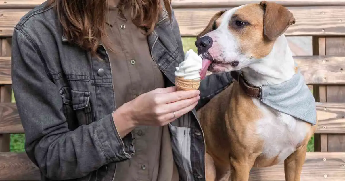 owner feeding her dog ice cream