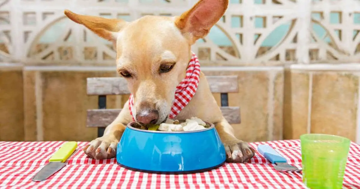 Can Dogs Eat Canned Chicken? Best Dog Food Alternatives 2022