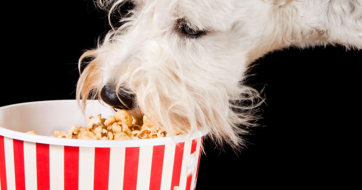  PRO dog eating popcorn
