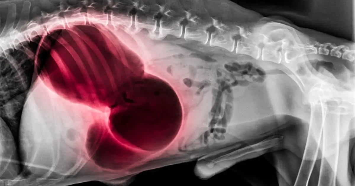 X-ray of dog lateral view red highlight in Gastric dilatation volvulus