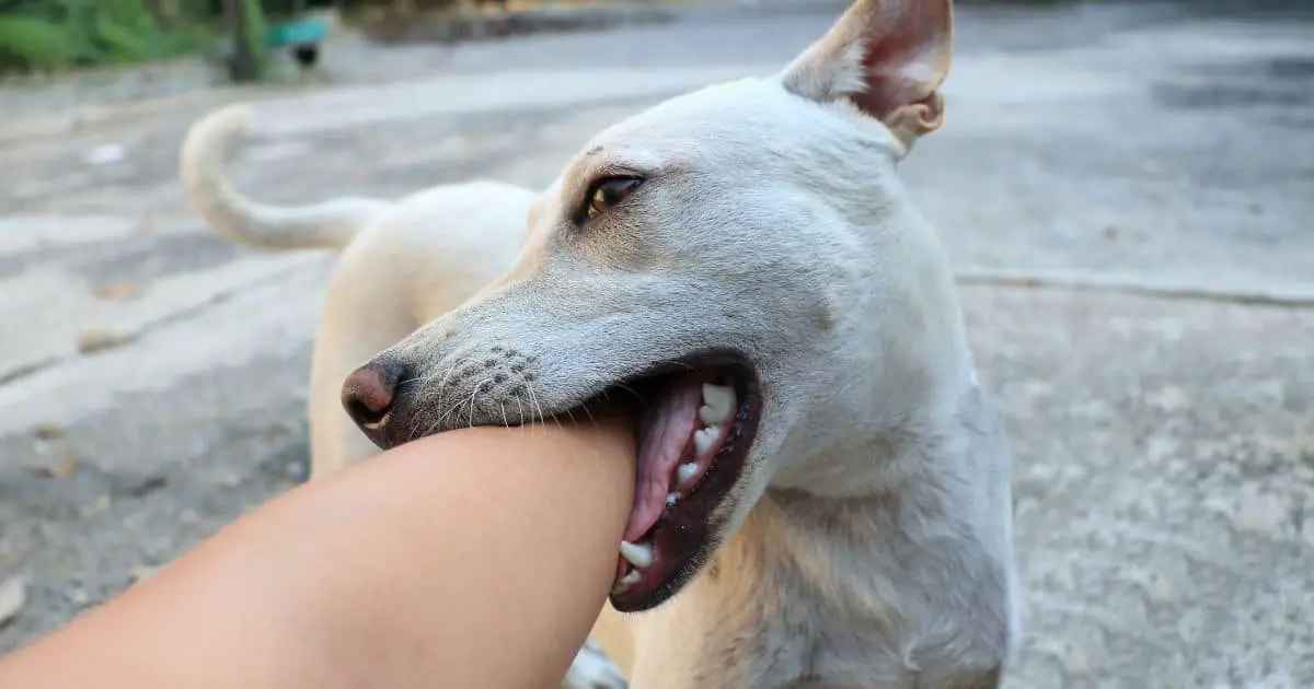 Dog bite human arm