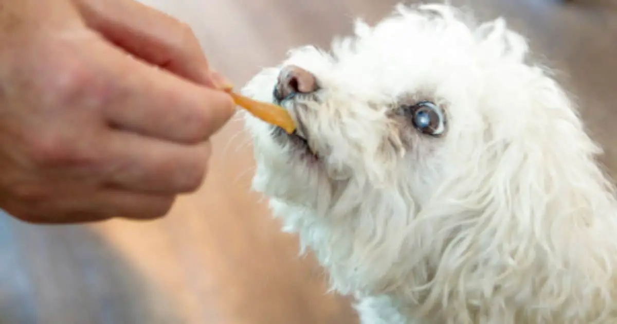 dog eating doritos
