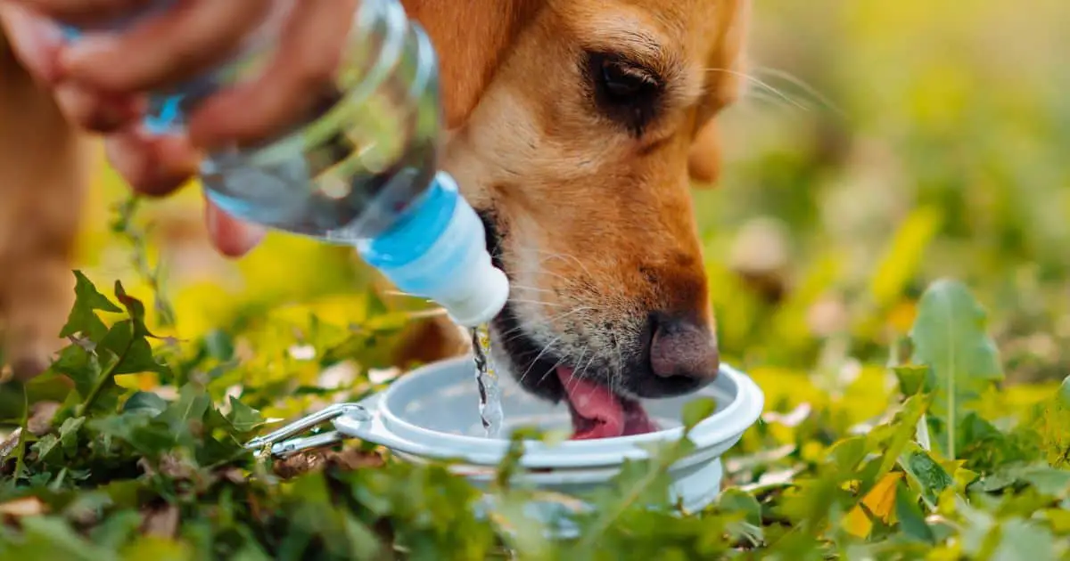 Dog drinking in the park
