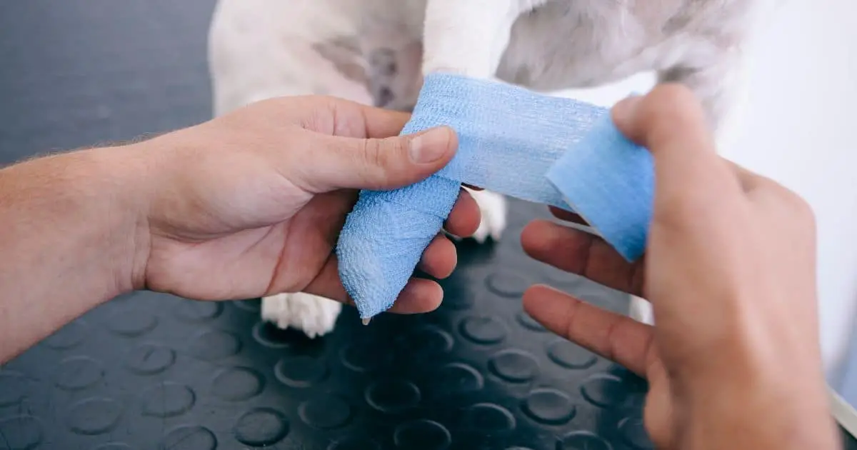 How to Treat a Limping Dog at Home The Complete Guide