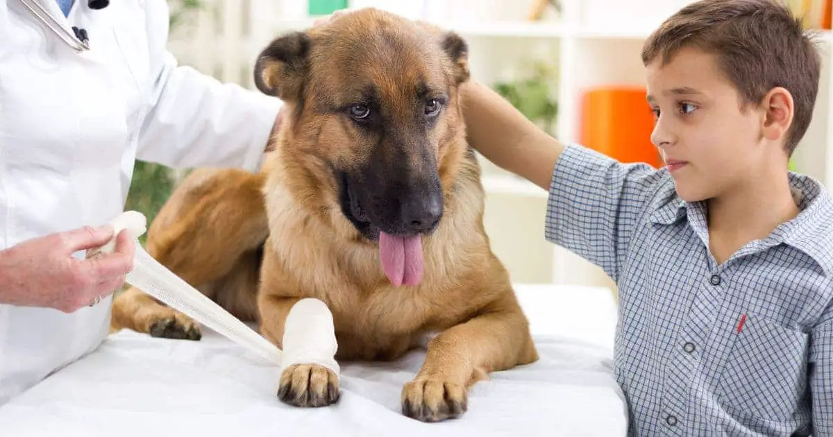 German Shepherd Dog getting bandage after injury