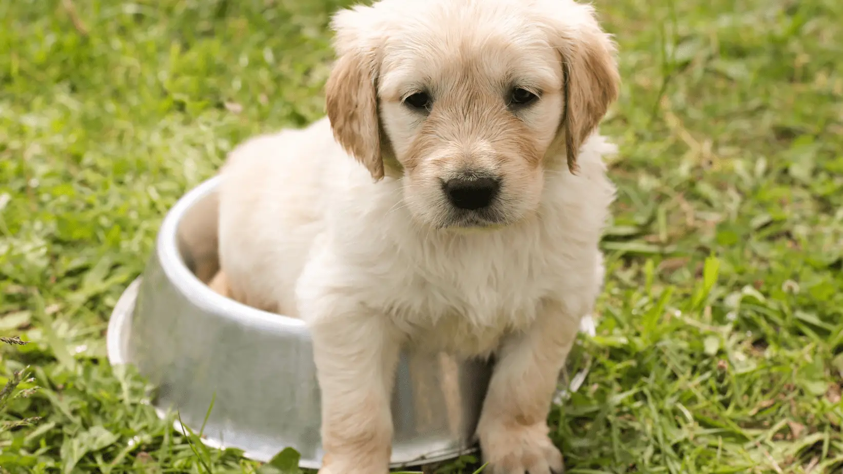 puppy sitting in water bowl