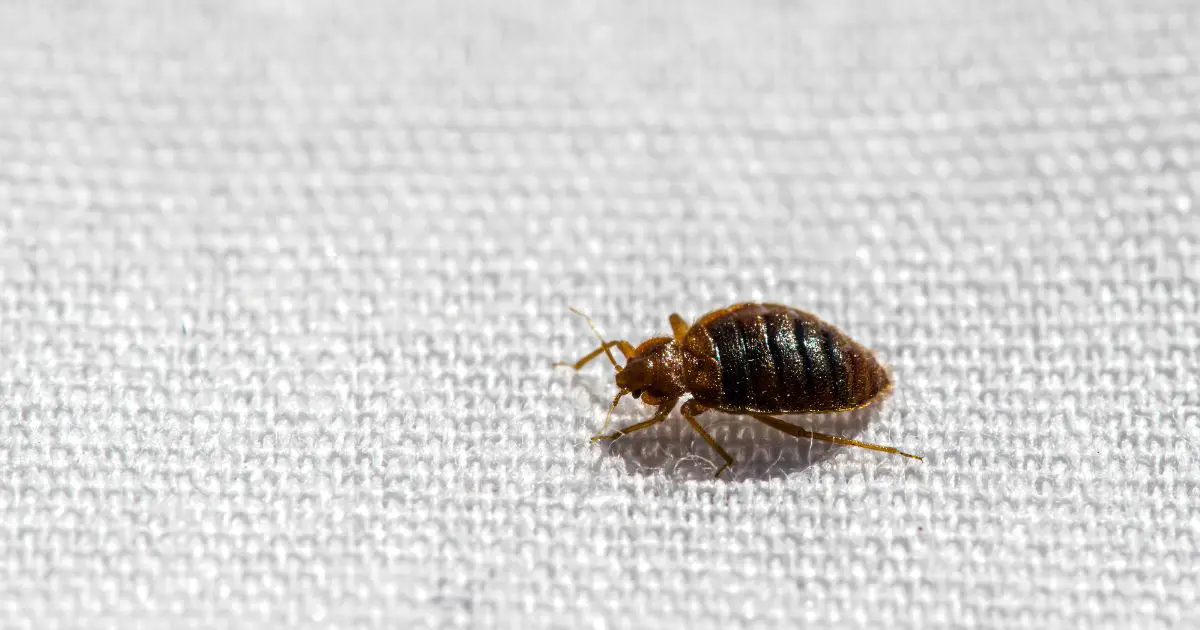 do bed bugs bite dogs