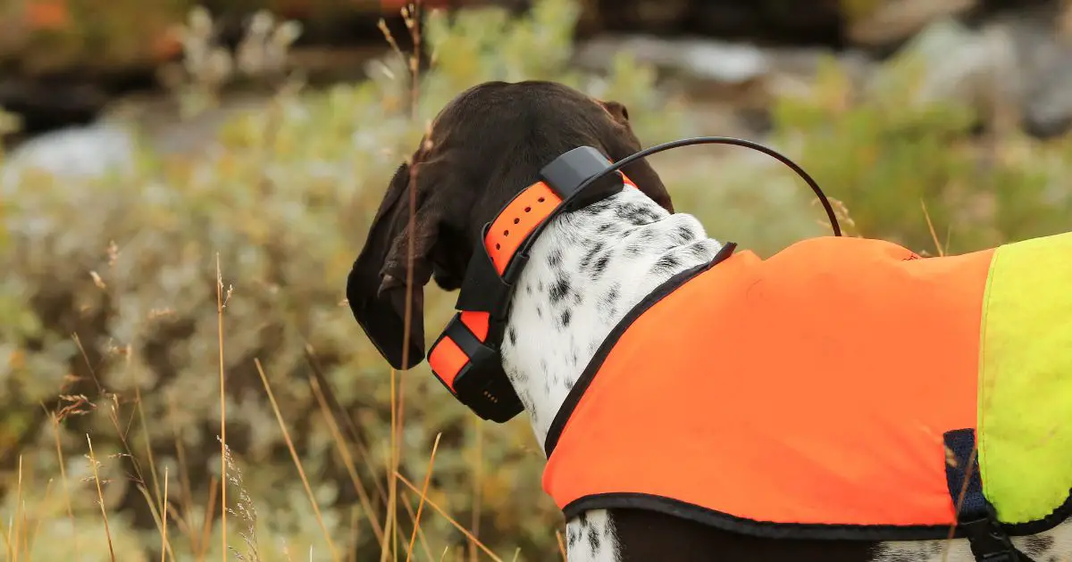 dog with e-collar with gps