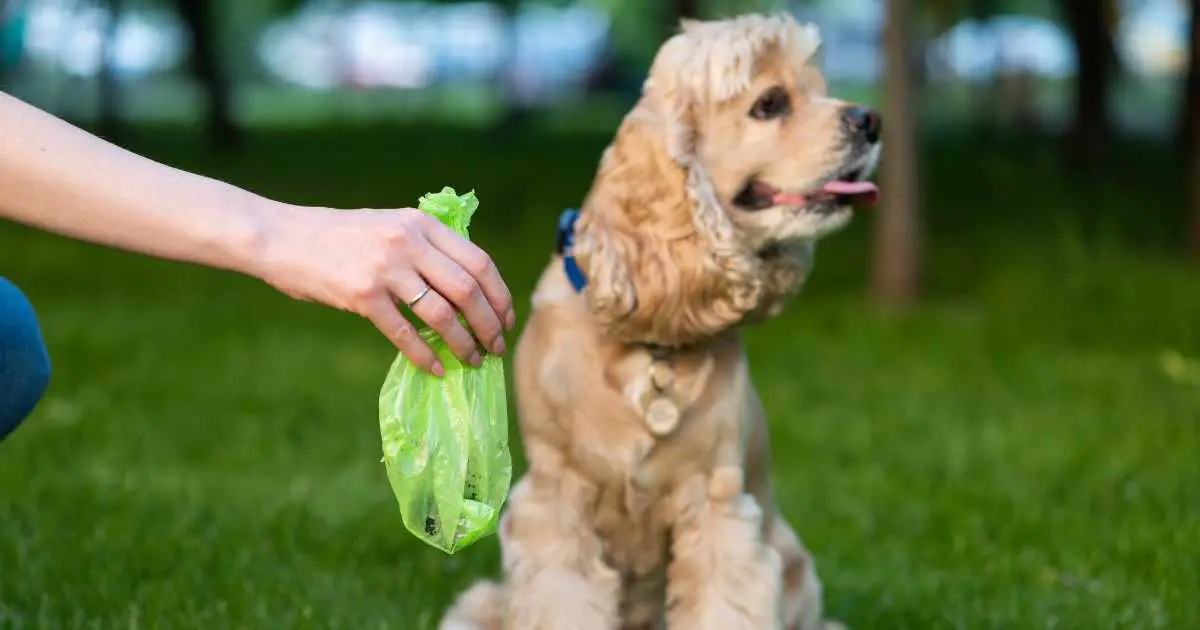 what to put in dog food to stop eating poop