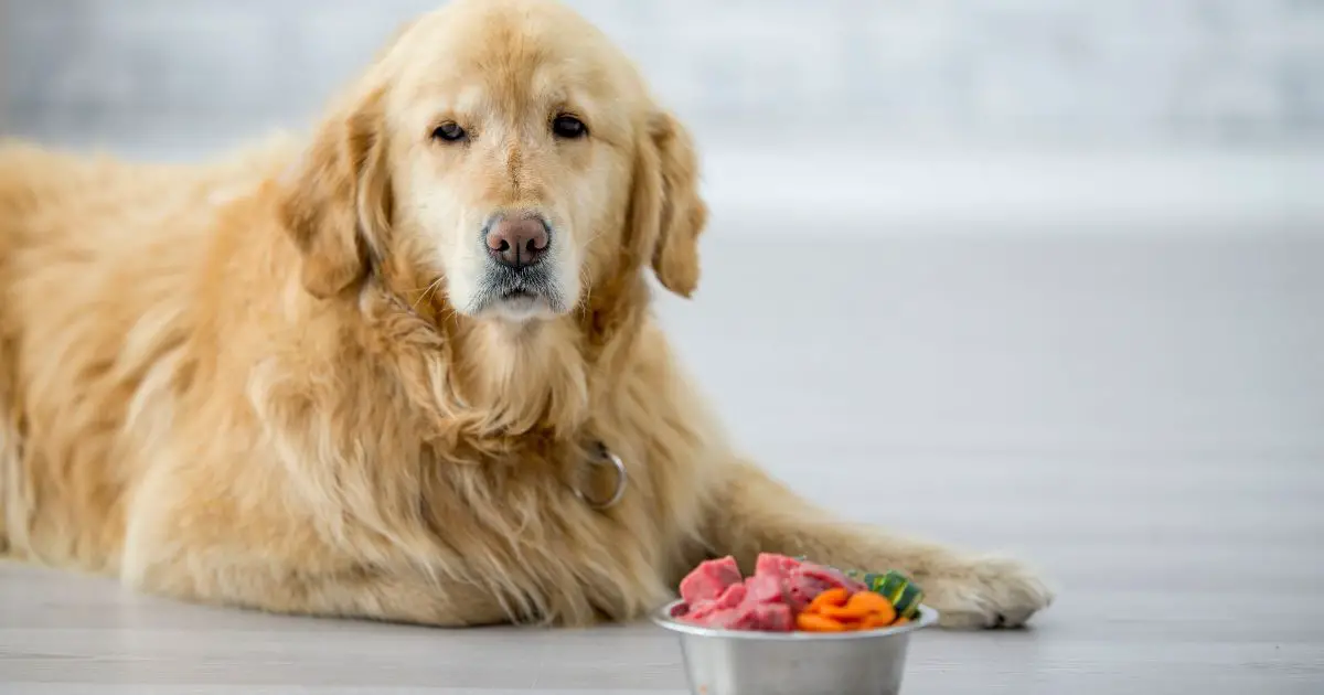 dog and food