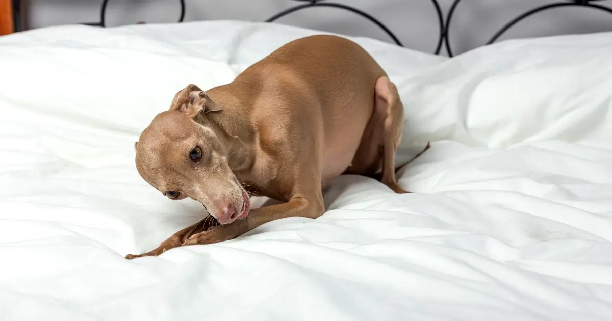 dog playing in bed