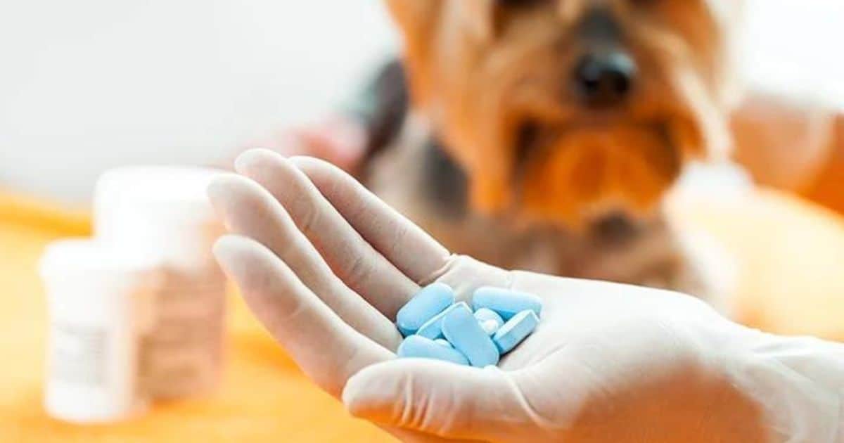 medication for dog