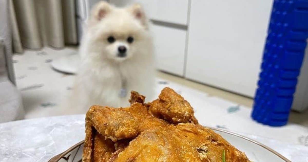 dog looking at turkey on table