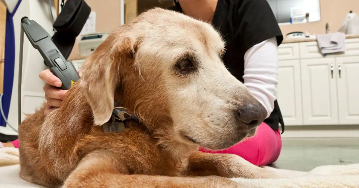 laser therapy applied to dog by veterinary technician