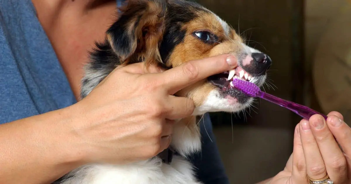 dental brushing dogs teeth