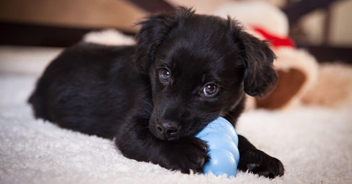 puppy chewing on toy