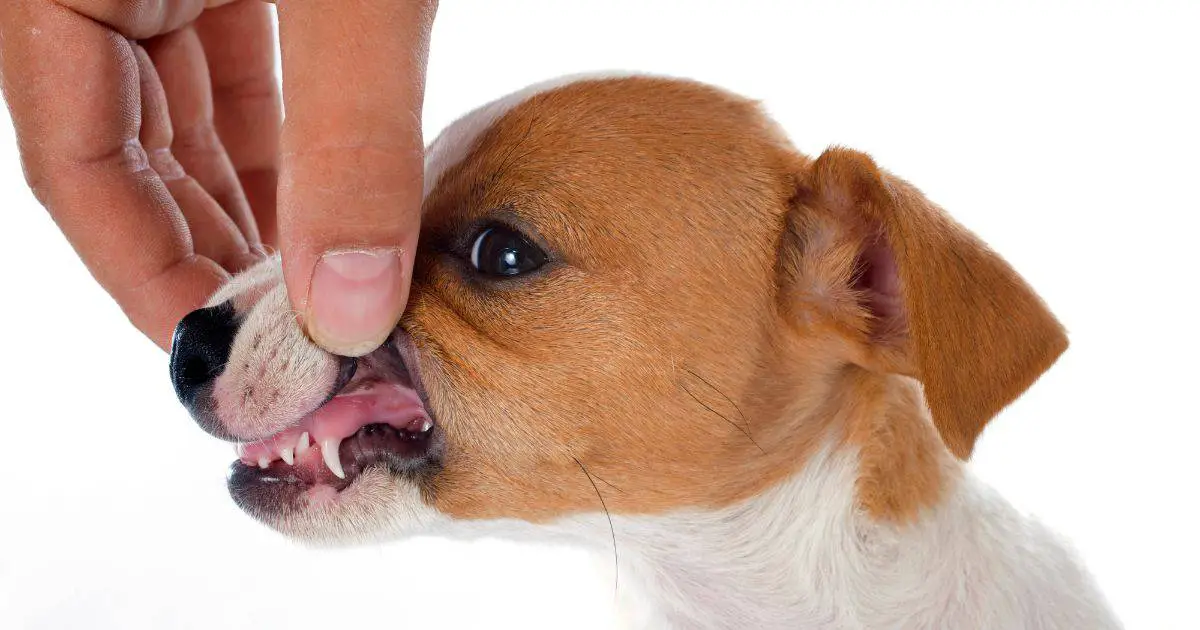 teeth of puppy