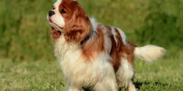 A selection of popular dog breeds in Canada, including Labrador Retriever, Golden Retriever, and French Bulldog.